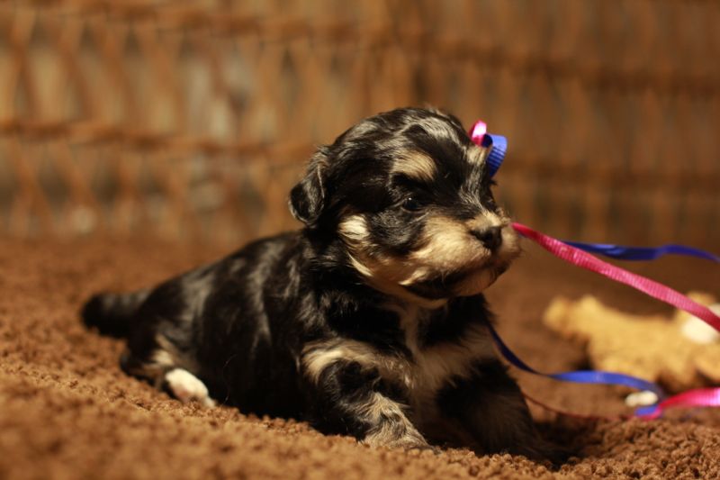 names for havanese dogs puppy names for brindle colored dogs breeds picture names for havanese dogs puppy names for brindle colored dogs breeds picture
