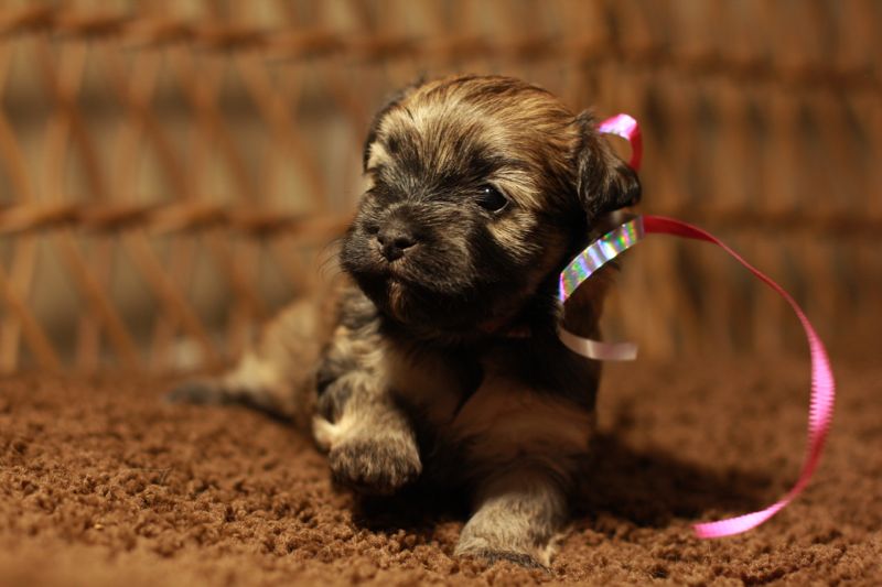 names for havanese dogs puppy names for brindle colored dogs breeds picture names for havanese dogs puppy names for brindle colored dogs breeds picture