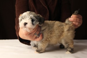 Jewel Fawn Sable Havanese Puppy (Female)