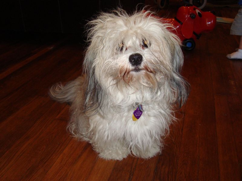 1 year old havanese for sale