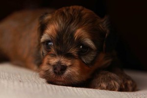 Gold Sable Brindle Havanese Puppy