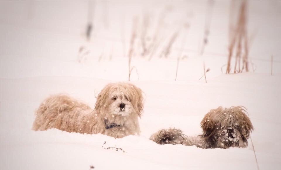 Choco_lady_look_at_camera_winter_2010 Havanese Puppies